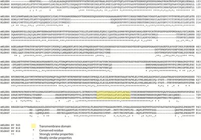 Neuroligins and Neurodevelopmental Disorders: X-Linked Genetics